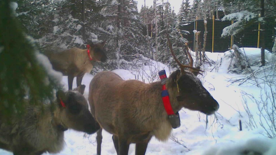 Trois caribous portent un collier télémétrique.