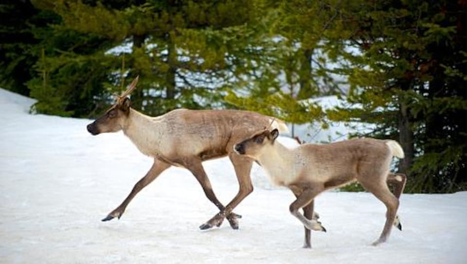 Le caribou de la toundra est une espère menacée selon les gouvernements provincial et fédéral.