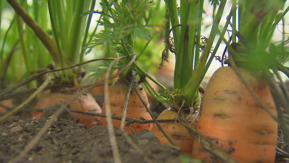 Seules les queues des carottes sortent de terre.