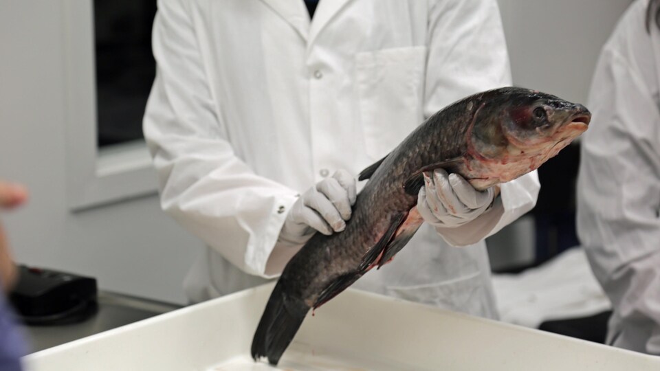 Une carpe noire, l'une des quatre espèces de la carpe asiatique, dans un laboratoire du Centre canadien des eaux intérieures.