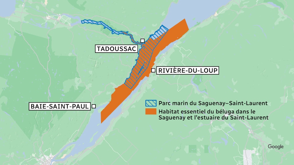 Une carte du fleuve montre le parc marin du Saguenay–Saint-Laurent et l'aire d'habitat du béluga, beaucoup plus vaste.