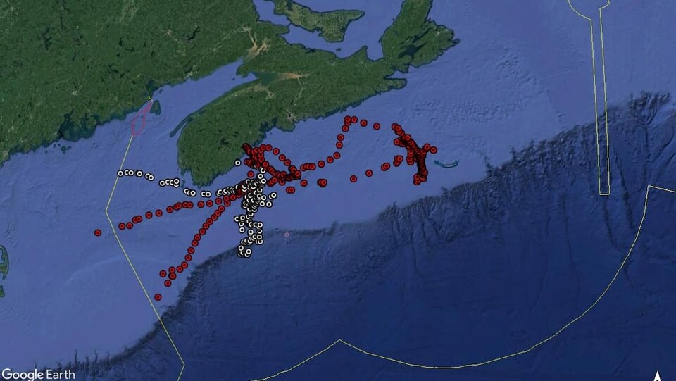 Une carte qui montre les déplacements de requins blancs près des côtes de la Nouvelle-Écosse.