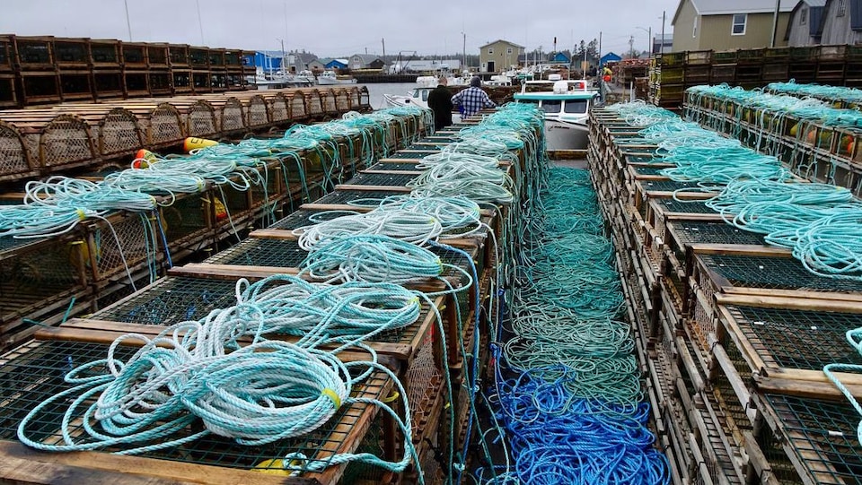 Dizaines de casiers à homards et de cordages sur un quai.