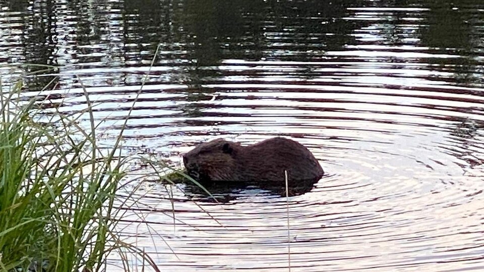 Un castor dans l'eau.