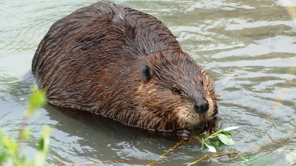 Un castor assis dans l'eau mâchouille sur une branche.