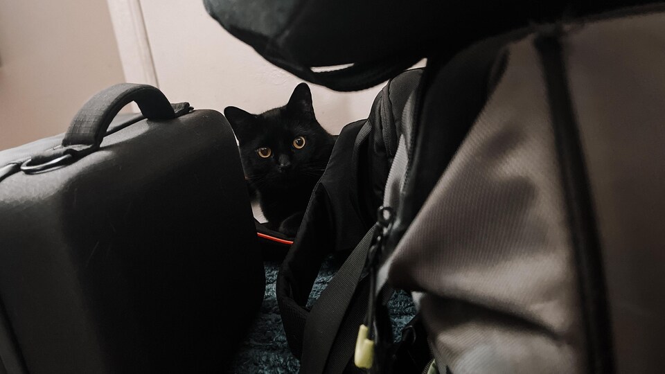 Un chat noir se faufile entre des appareils et du matériel de tournage.