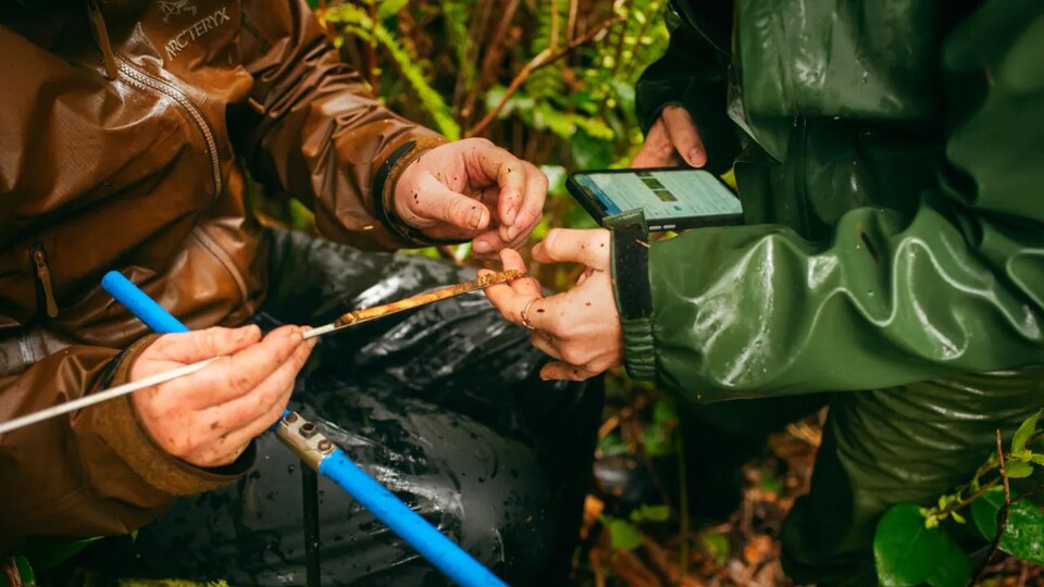Des chercheurs étudient le coeur d'une pommette dans un jardin forestier de l'île Nootka, en Colombie-Britannique.