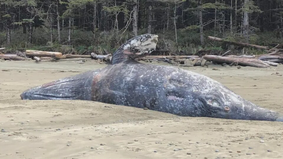 Une carcasse de baleine gît parmi des billots de bois sur une plage bordant un boisé de la côte ouest de l'île de Vancouver, en avril 2021.