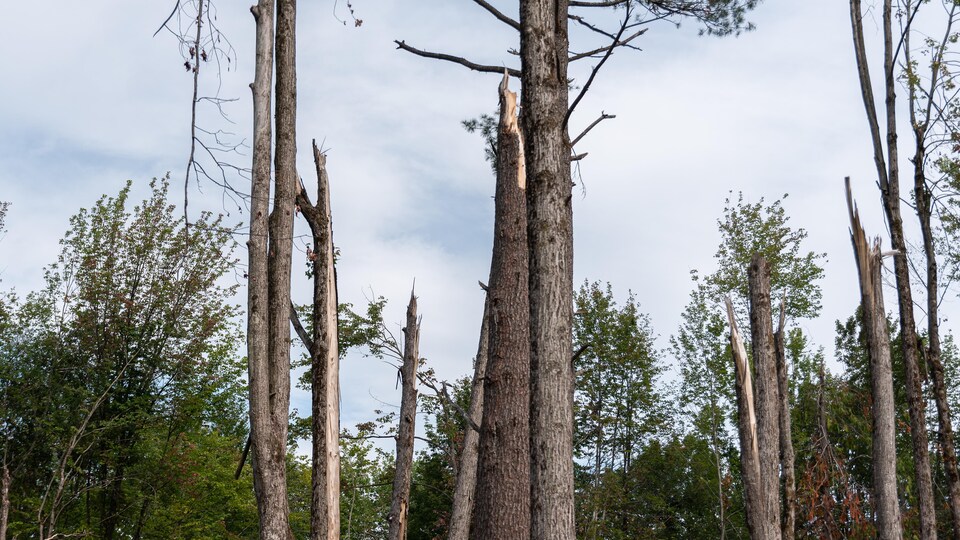 Des arbres brisés par le derecho dans la forêt Pinhey.