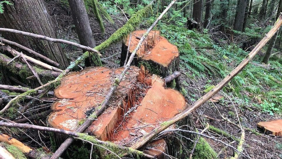 Les souches de cèdres coupés grossièrement.