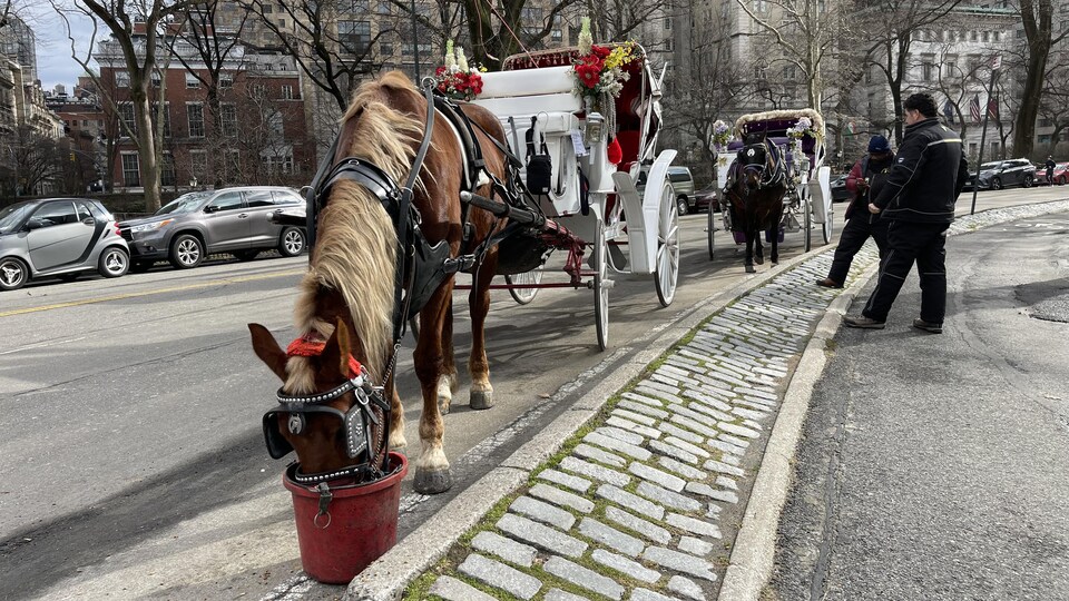 Les calèches aux abords de Central Park