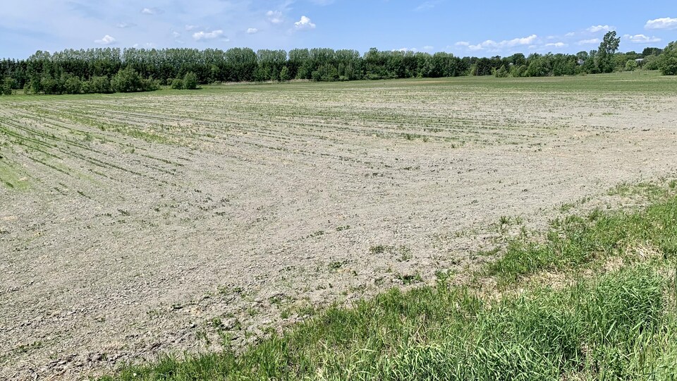 La Municipalité d’Alfred-Plantagenet a fait l’acquisition de cette terre agricole dans l’optique d’y accueillir le projet de centre alimentaire innovateur des CUPR. (Photo Denis Babin)
