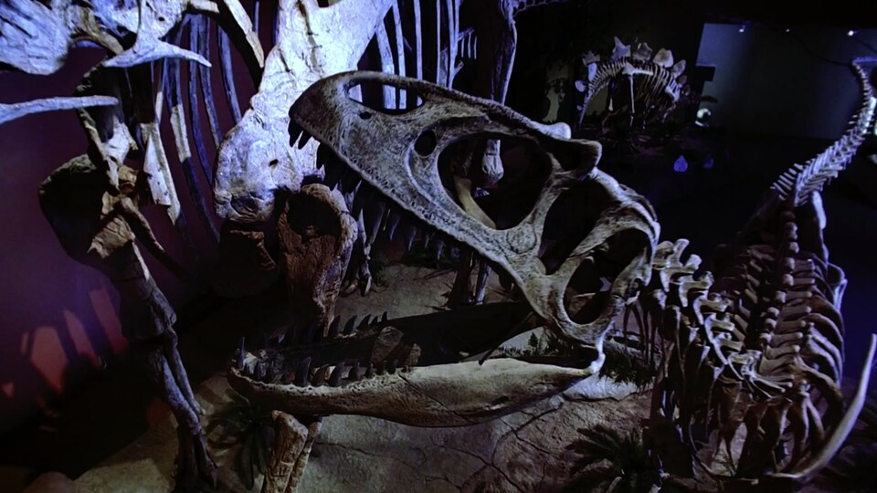 Squelettes de plusieurs dinosaures.