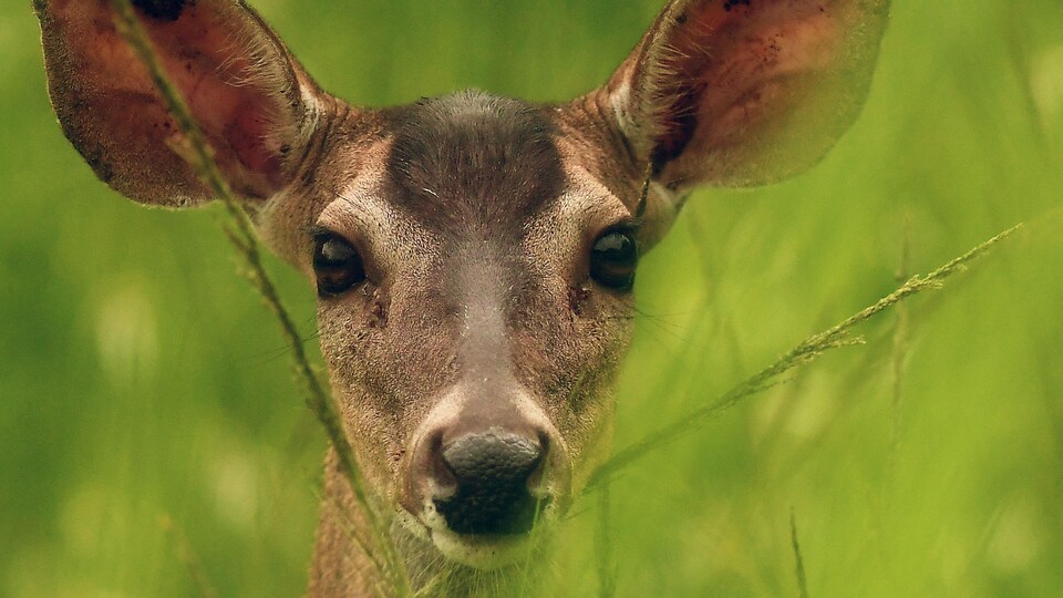 Un cerf de Virginie en gros plan, sa tête émergeant des hautes herbes.