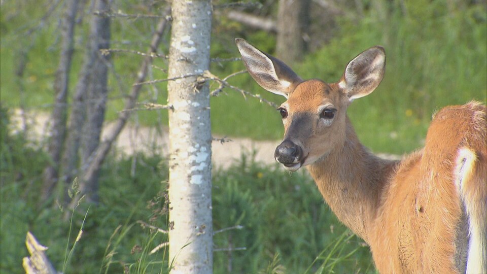 Portrait d'un cerf de Virginie.