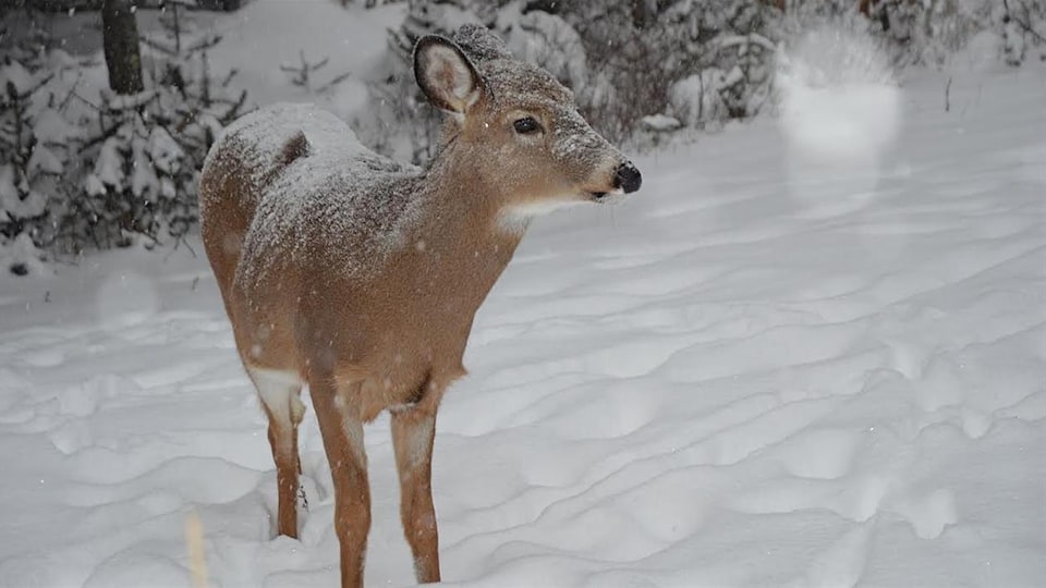 Un chevreuil dans la neige.