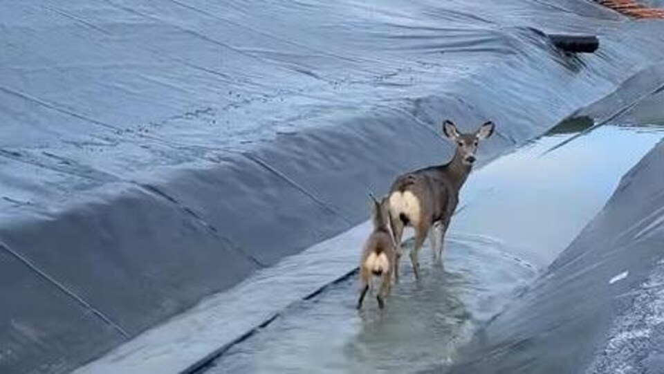 Deux cerfs dans un couloir d'eau recouvert d'une bâche.