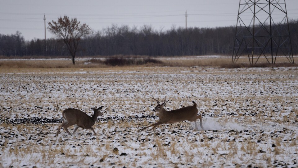Un cerf mâle pourchasse une biche.