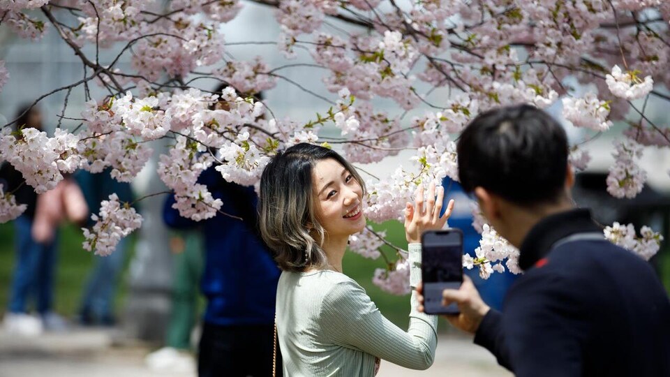 Un homme prend une femme en photo devant un cerisier en fleurs au parc Trinity Bellwoods.
