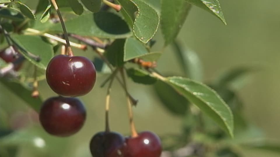 Deux « prairie cherries » sur leur plant en Saskatchewan