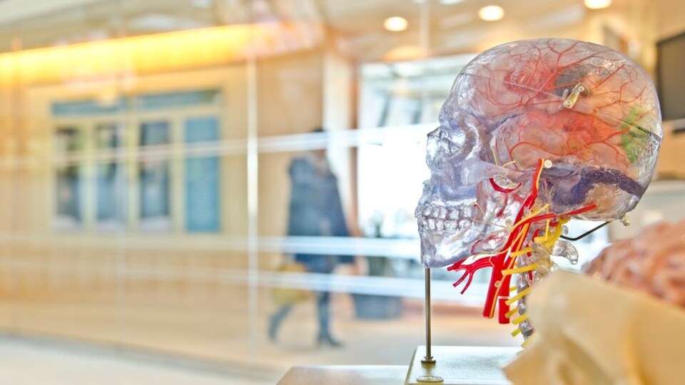 Un crâne en pastique à travers duquel on voit un cerveau et des vaisseaux sanguins.