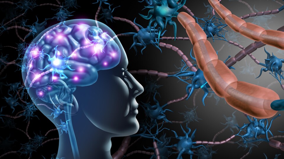 Illustration montrant le cerveau humain et des neurones.