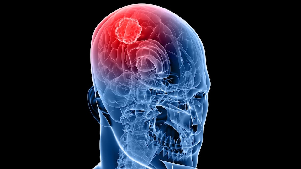 Une représentation artistique d'une zone du cerveau