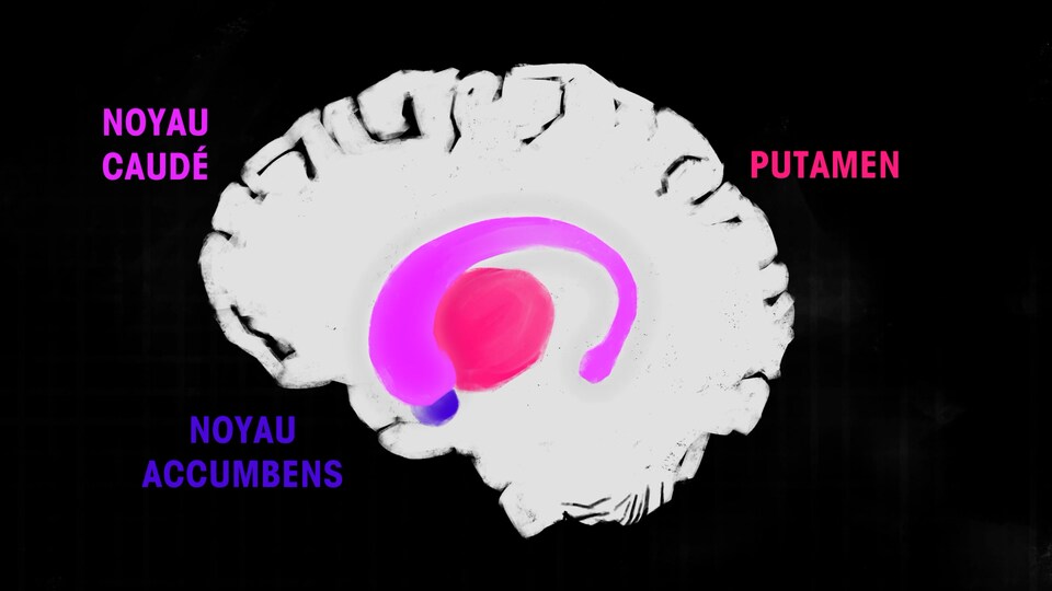 Un cerveau avec les trois zones du striatum identifiées en couleur.