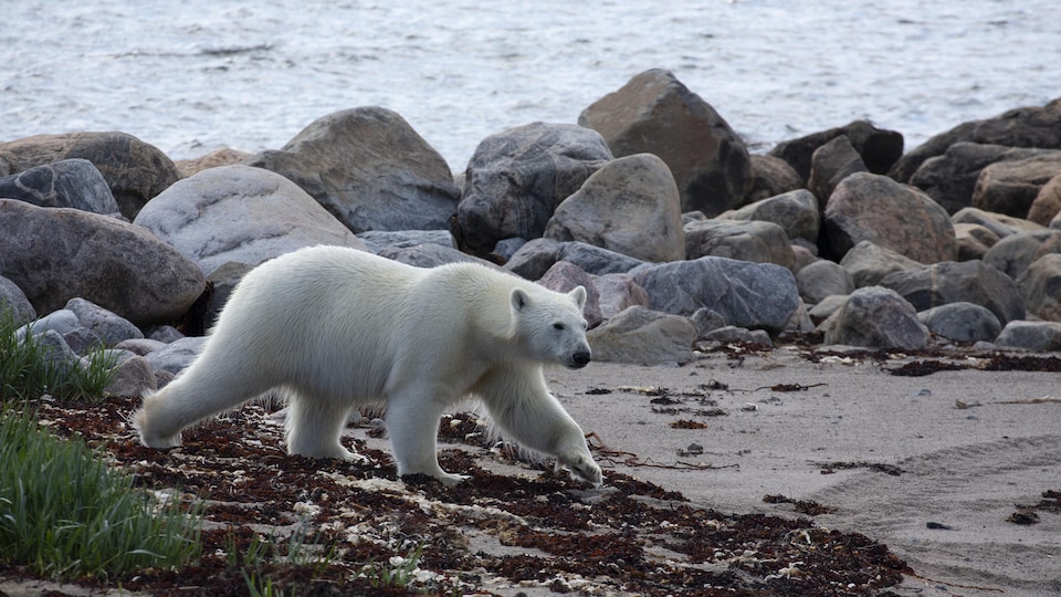 Un ours polaire sur les berges de la baie d'Hudson.