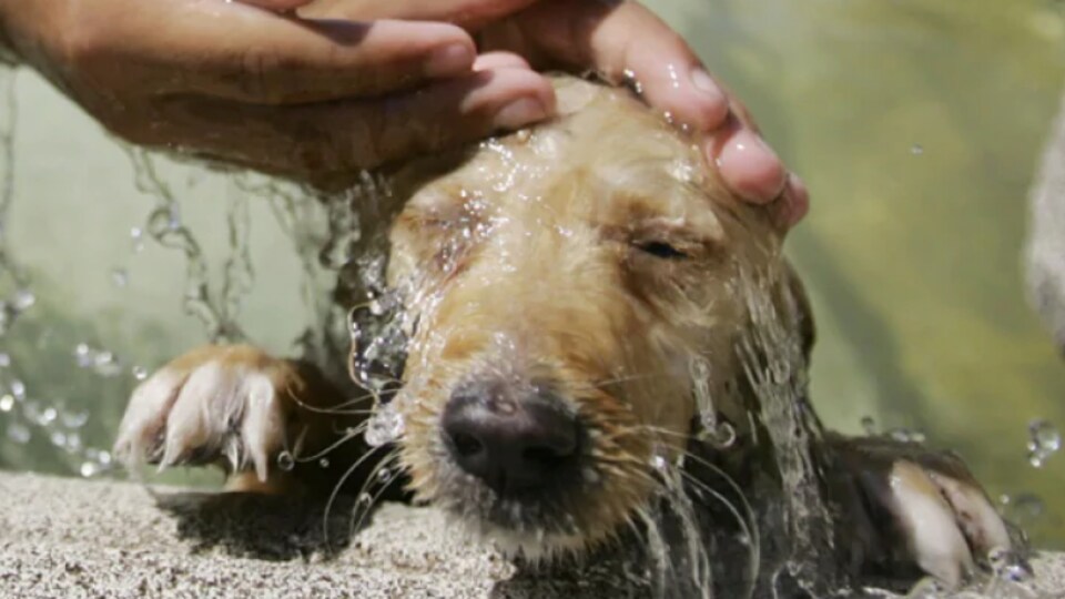 Un chien est arrosé d'eau lors d'une vague de chaleur