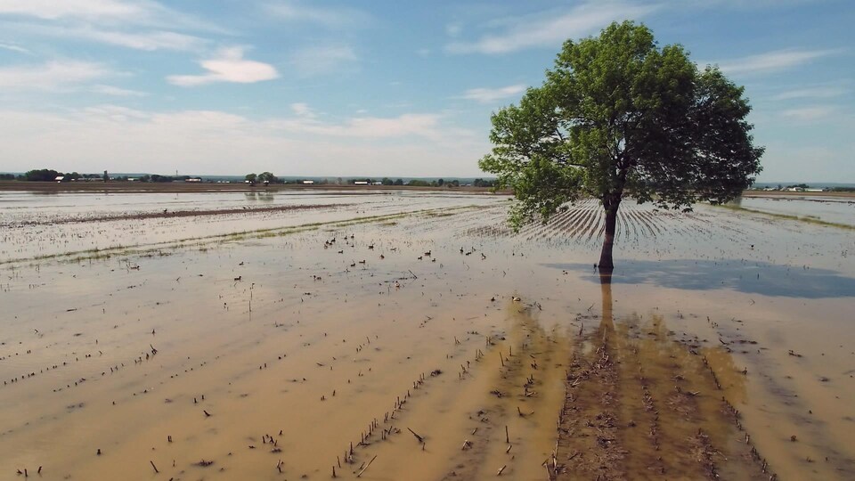 Un arbre au milieu d'un champ agricole inondé.