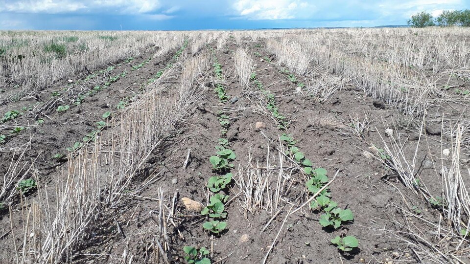 Un champ de canola asséché en Saskatchewan.