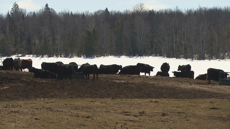Des vaches dans un champ enneigé au Bas-Saint-Laurent.