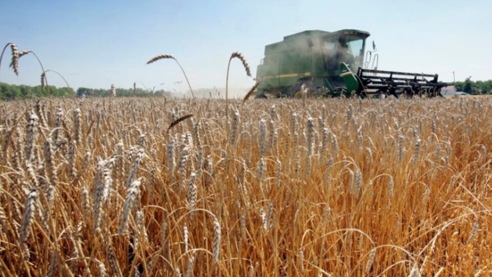 Un champ de blé et un tracteur travaillant dans le champ.