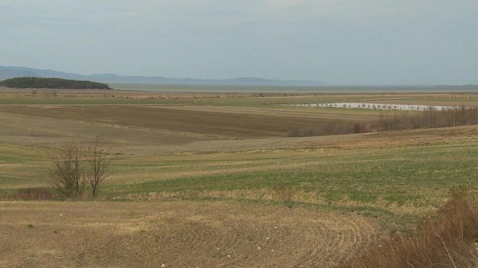 Terre agricole dans le Kamouraska.