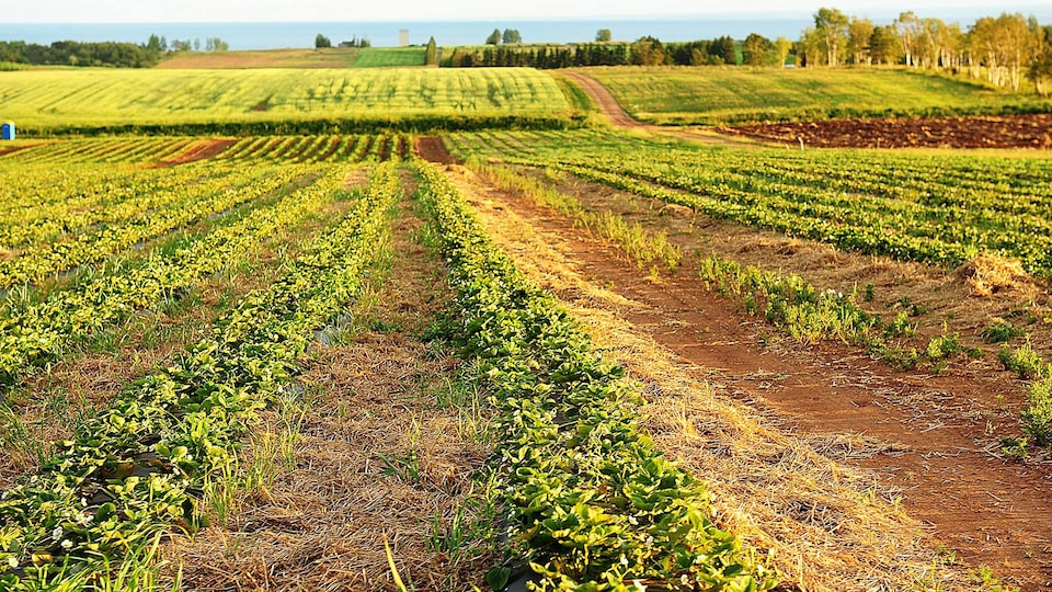 Les champs de fraises de la Ferme Bourdages