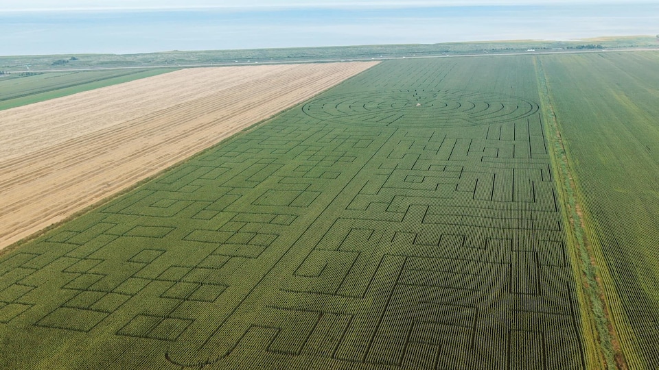 Le grand labyrinthe de La Pocatière veut obtenir un record Guinness