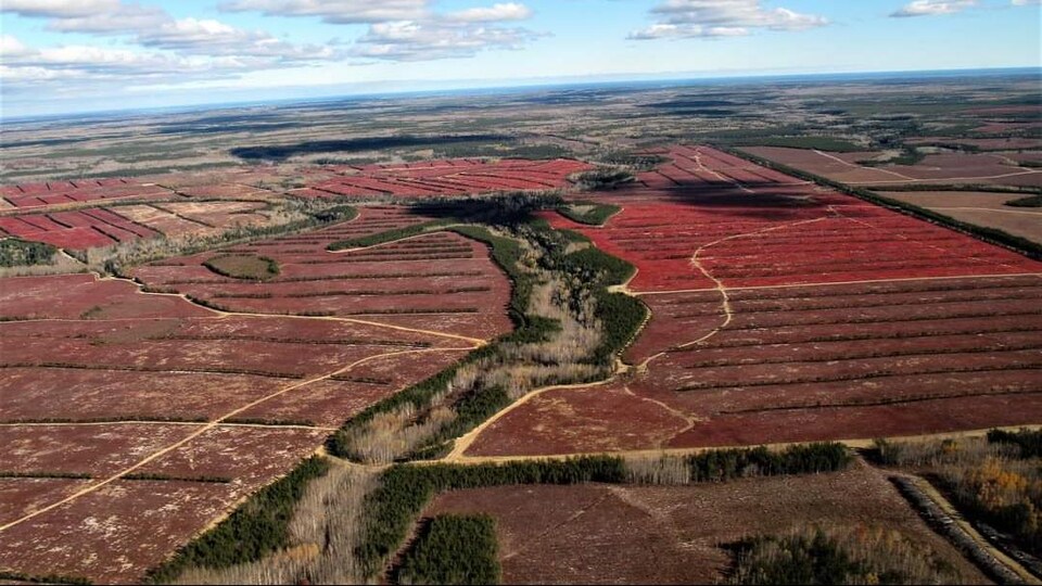 Une photo aérienne de la Péninsule acadienne montre des champs de bleuets, de couleur rouge, à perte de vue.