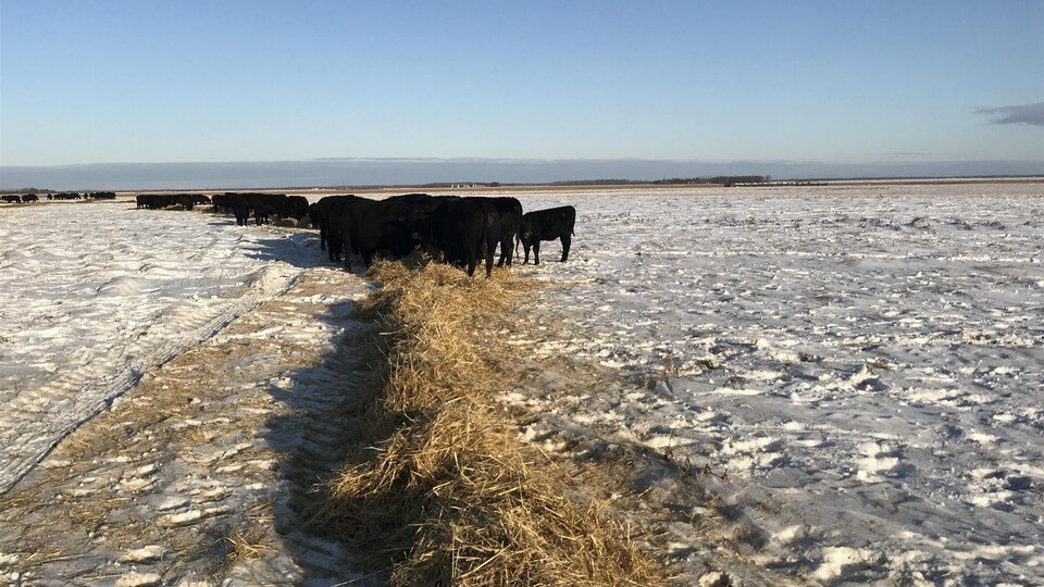 Des vaches noires dans un champ enneigé.