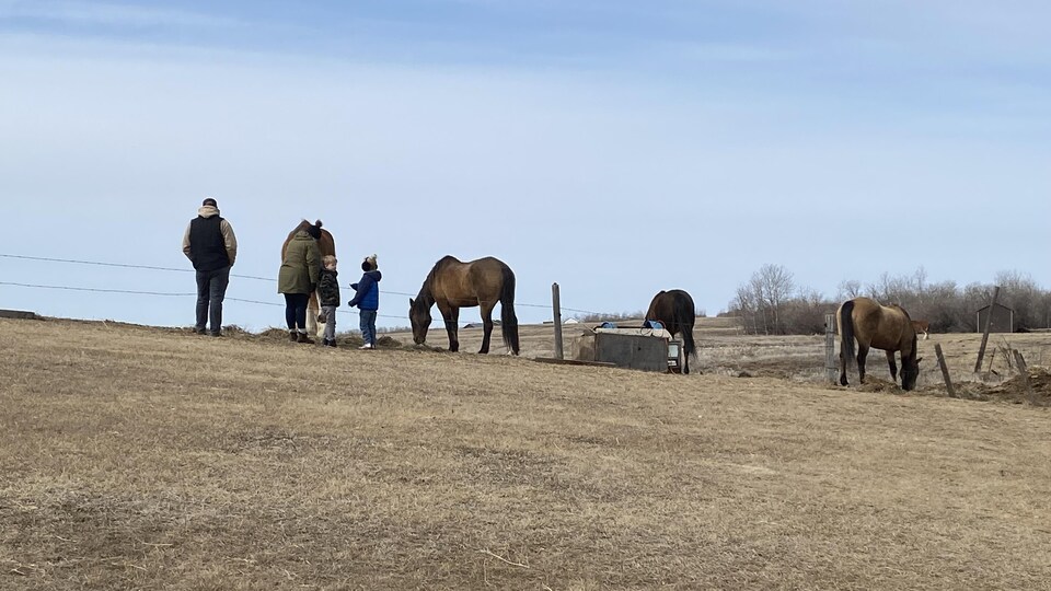 Une famille caresse des chevaux dans un champ. 