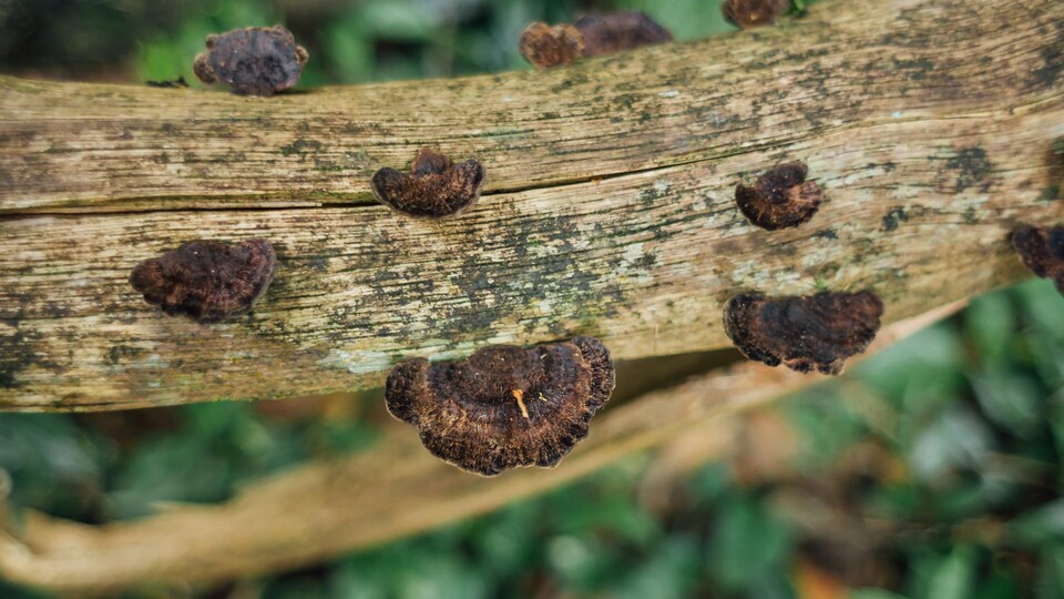 Le champignon de chaga