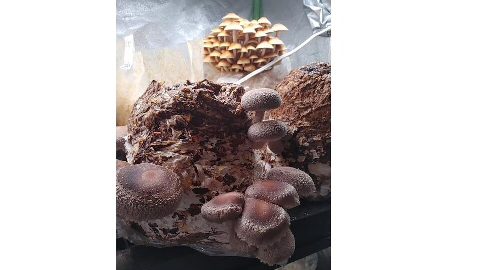 Des champignons.
