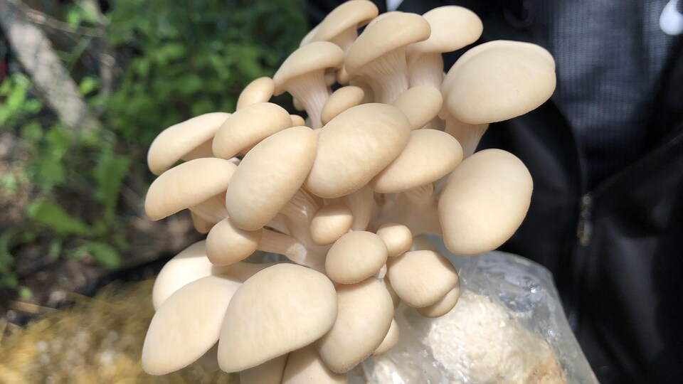 Des champignons.