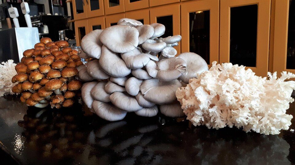 Différentes variétes de champignons sur un comptoir.