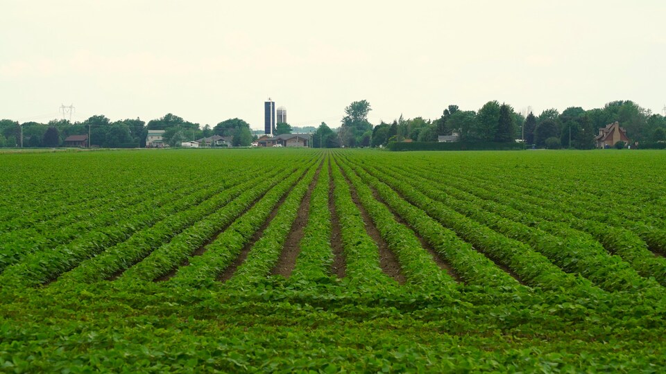 Croissance frileuse de la valeur des terres agricoles manitobaines