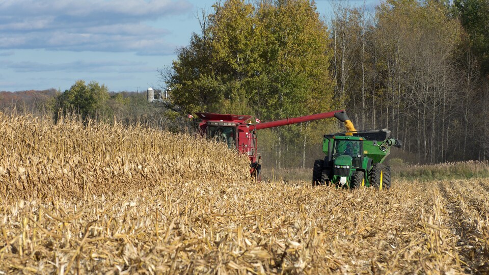 Des agriculteurs récoltent du maïs