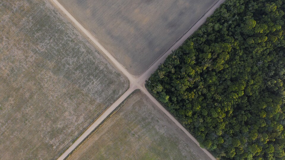 Une vue aérienne montre une région forestière séparée en quatre lots de terre, dont trois sur lesquels la forêt a été rasée pour cultiver le sol.