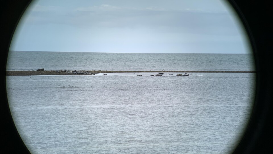 Des phoques communs et des phoques gris se prélassent dans les eaux du fleuve, près d'une pointe de terre.