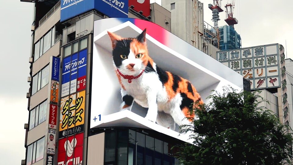 Un Chat En 3d Sur Un Ecran Publicitaire Geant Fait Tourner Les Tetes Au Japon Radio Canada Ca