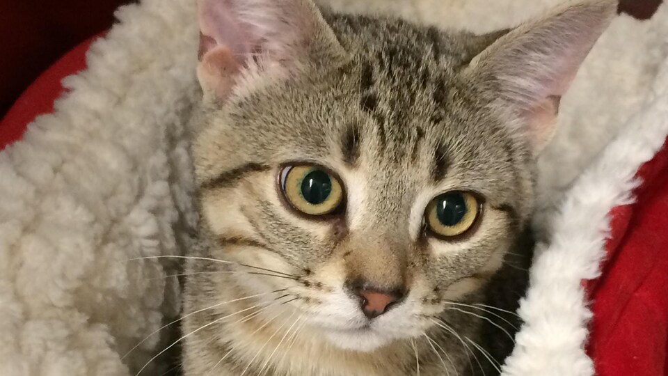 Un chat disponible pour l'adoption au Refuge La Bonne Étoile de Rouyn-Noranda.